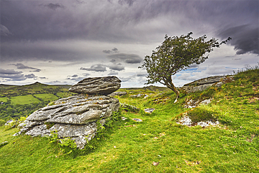 A granite boulder beside a hawthorn tree (Crataegus monogyna), on Bench Tor, near Holne, Dartmoor National Park, Devon, England, United Kingdom, Europe