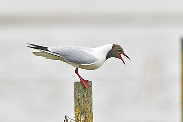 A Black-headed Gull, Larus ridibundus, on Brownsea Island, a nature reserve in Poole Harbour, Dorset, Great Britain.