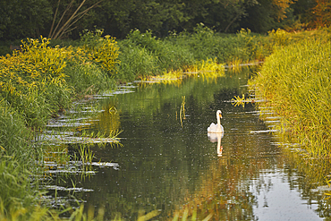 A Mute Swan, Cygnus olor, in the marshes at Ham Wall National Nature Reserve, one of the Avalon Marshes nature reserves, near Glastonbury, Somerset, Great Britain.