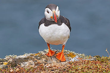 Atlantic Puffin (Fratercula arctica), on Skomer Island in July, a nature reserve off the coast of Pembrokeshire, Wales, United Kingdom, Europe