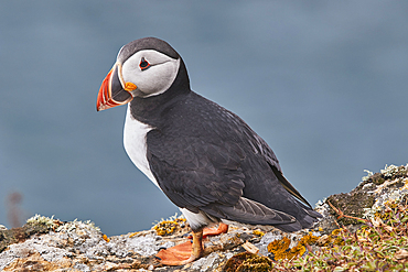 Atlantic Puffin, Fratercula arctica, on Skomer Island in July, a nature reserve off the coast of Pembrokeshire, Wales, Great Britain.