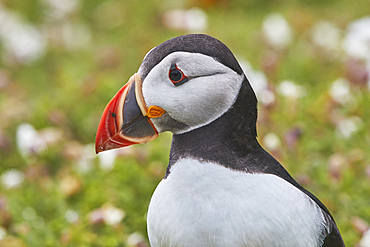 Atlantic Puffin, Fratercula arctica, on Skomer Island in July, a nature reserve off the coast of Pembrokeshire, Wales, Great Britain.