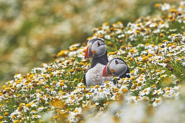 Atlantic Puffin (Fratercula arctica), on Skomer Island in July, a nature reserve off the coast of Pembrokeshire, Wales, United Kingdom, Europe