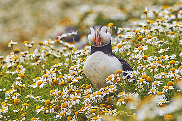 Atlantic Puffin, Fratercula arctica, on Skomer Island in July, a nature reserve off the coast of Pembrokeshire, Wales, Great Britain.