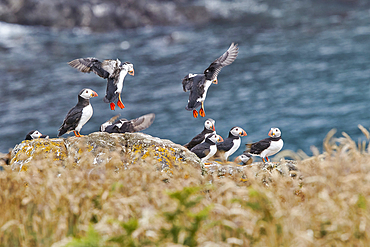 Atlantic Puffin (Fratercula arctica), on Skomer Island in July, a nature reserve off the coast of Pembrokeshire, Wales, United Kingdom, Europe