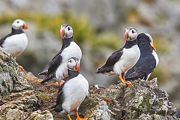 Atlantic Puffin (Fratercula arctica), on Skomer Island in July, a nature reserve off the coast of Pembrokeshire, Wales, United Kingdom, Europe