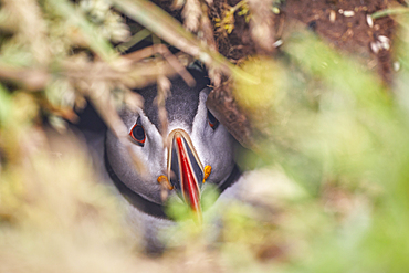 Atlantic Puffin, Fratercula arctica, in its burrow on Skomer Island in July, a nature reserve off the coast of Pembrokeshire, Wales, Great Britain.