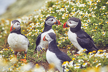 Atlantic Puffin, Fratercula arctica, on Skomer Island in July, a nature reserve off the coast of Pembrokeshire, Wales, Great Britain.