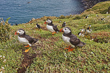 Atlantic Puffin (Fratercula arctica), on Skomer Island in July, a nature reserve off the coast of Pembrokeshire, Wales, United Kingdom, Europe