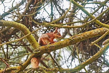 A Red Squirrel, Sciurus vulgaris, in conifer woodland on Brownsea Island, a nature reserve in Poole Harbour, Dorset, Great Britain.