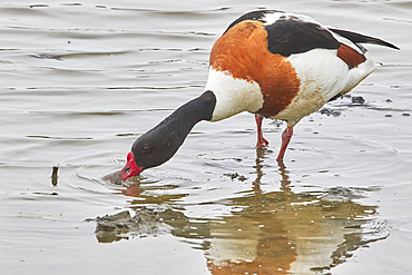 A Shelduck (Tadorna tadorna), on Brownsea Island, a nature reserve in Poole Harbour, Dorset, England, United Kingdom, Europe