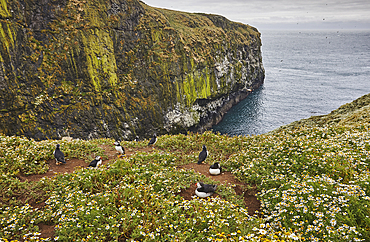 Cliffs at the Wick, on the south coast of Skomer Island, a nature reserve off the coast of Pembrokeshire, Wales, Great Britain.