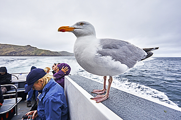 A Herring Gull, Larus argentatus, hitching a ride on the Skomer Island ferry, off the coast of Pembrokeshire, Wales, Great Britain.