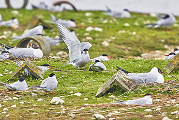 Common Terns (Sterna hirundo), in their breeding colony in June, on Brownsea Island, a nature reserve in Poole Harbour, Dorset, England, United Kingdom, Europe