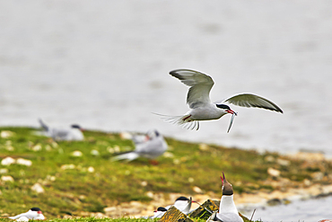 Common Terns (Sterna hirundo), in their breeding colony in June, on Brownsea Island, a nature reserve in Poole Harbour, Dorset, England, United Kingdom, Europe