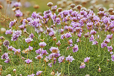 Thrift, or Sea Pink (Armeria maritima), a coastal flower in bloom in July, on Skomer Island, off the coast of Pembrokeshire, Wales, Great Britain.