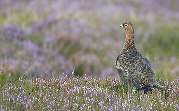 Red grouse (Lagopus lagopus), North Pennine Moors, County Durham, England, United Kingdom, Europe