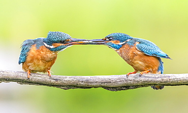 Kingfisher (Alcedo atthis), Yorkshire, England, United Kingdom, Europe