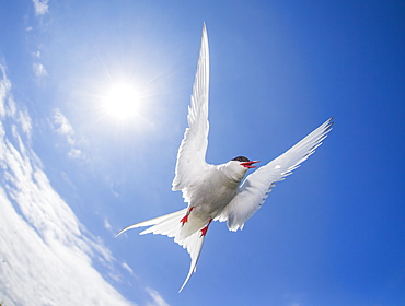 Arctic tern (Sterna paradisaea), Farne Islands, Northumberland, England, United Kingdom, Europe