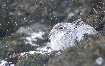 Mountain hare (Lepus timidus), Scottish Highlands, Scotland, United Kingdom, Europe