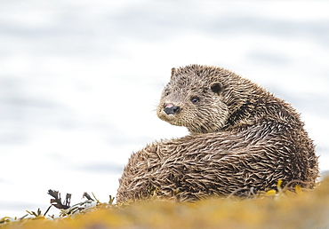 Otter (Lutrinae), West Coast of Scotland, United Kingdom, Europe