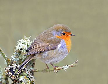 Robin (Erithacus rubecula), Lake District, Cumbria, England, United Kingdom, Europe