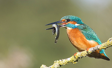 Kingfisher (Alcedo atthis), Yorkshire, England, United Kingdom, Europe