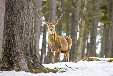 Red deer stag (Cervus elaphus), Scottish Highlands, Scotland, United Kingdom, Europe