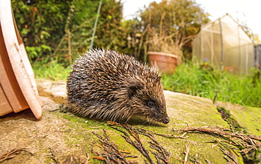 Hedgehog (Erinaceinae), Durham, England, United Kingom, Europe