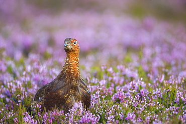 Red grouse (Lagopus lagopus), Yorkshire Dales, England, United Kingdom, Europe