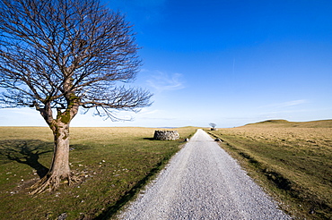 Tree above Malham, Yorkshire Dales, Yorkshire, England, United Kingdom, Europe