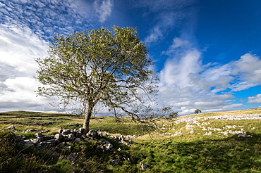 Tree and limestone pavement above Malham, Yorkshire Dales, Yorkshire, England, United Kingdom, Europe