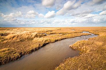 Theddlethorpe Dunes, Lincolnshire Coast, Lincolnshire, England, United Kingdom, Europe