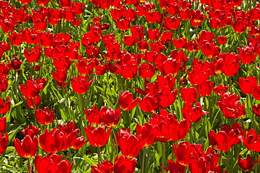 Field of Dutch tulips near Amsterdam, The Netherlands, Europe