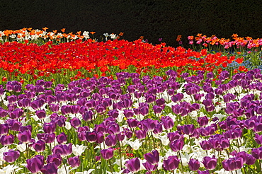 Field of Dutch tulips near Amsterdam, The Netherlands, Europe