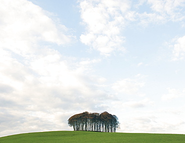 Copse of trees near Okehampton, Devon, England, United Kingdom, Europe