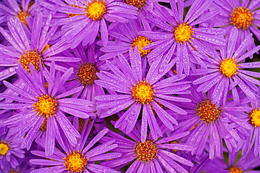 Close up of pink flowers in the rain, United Kingdom, Europe