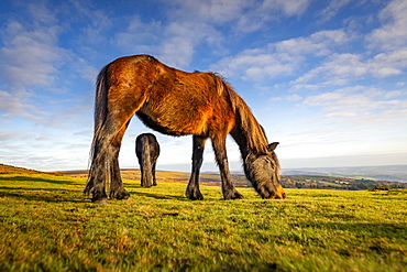 Ponies grazing in Dartmoor National Park, England, Europe