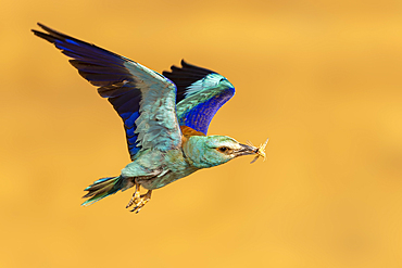 European Roller in flight with insect in beak, Toledo, Spain