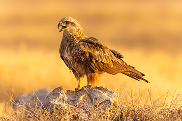 Black Kite calling, Toledo, Spain