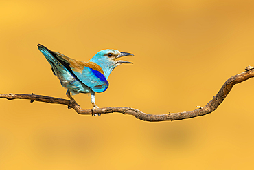 European Roller perched on a branch and calling in Toledo, Spain