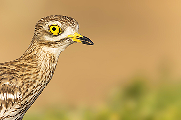 Stone curlew (Burhinus oedicnemus) close-up portrait, Toledo, Spain