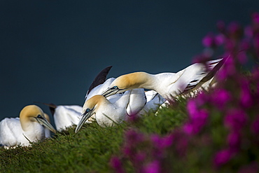 Gannets (Morus bassanus) at sunset squabbling over territory on Bempton Cliffs, Yorkshire, England, United Kingdom, Europe