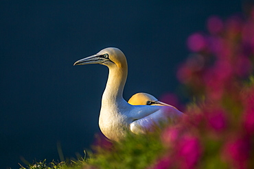 Gannet (Morus bassanus) at sunset on Bempton Cliffs, Yorkshire, England, United Kingdom, Europe