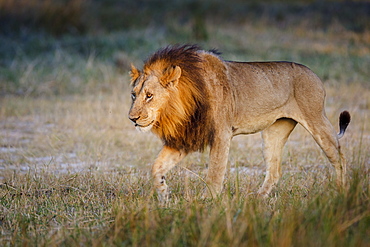 Male lion (Panthera leo), Moremi, Okavango Delta, Botswana, Africa