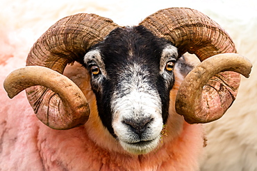 Isle of Mull sheep, Scotland, United Kingdom, Europe