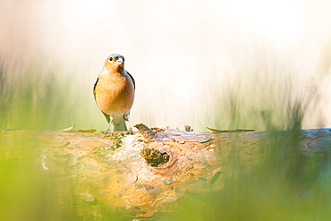 Chaffinch bird, Scotland, United Kingdom, Europe