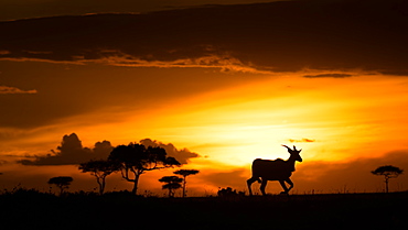 Eland at sunset, Masai Mara, Kenya, East Africa, Africa