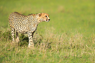 Cheetah stalking, Masai Mara, Kenya, East Africa, Africa