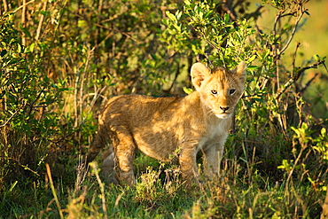 Lion cub, Masai Mara, Kenya, East Africa, Africa